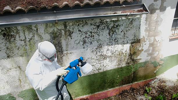 Trusted Basement Mold Remediation service in Leola, PA - Cheap Mold Removal